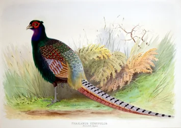 Phasianus Versicolor, c.1896-1921
